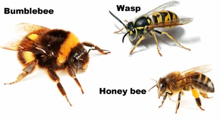 Comparison: Bumblebee vs Honeybee vs Wasp