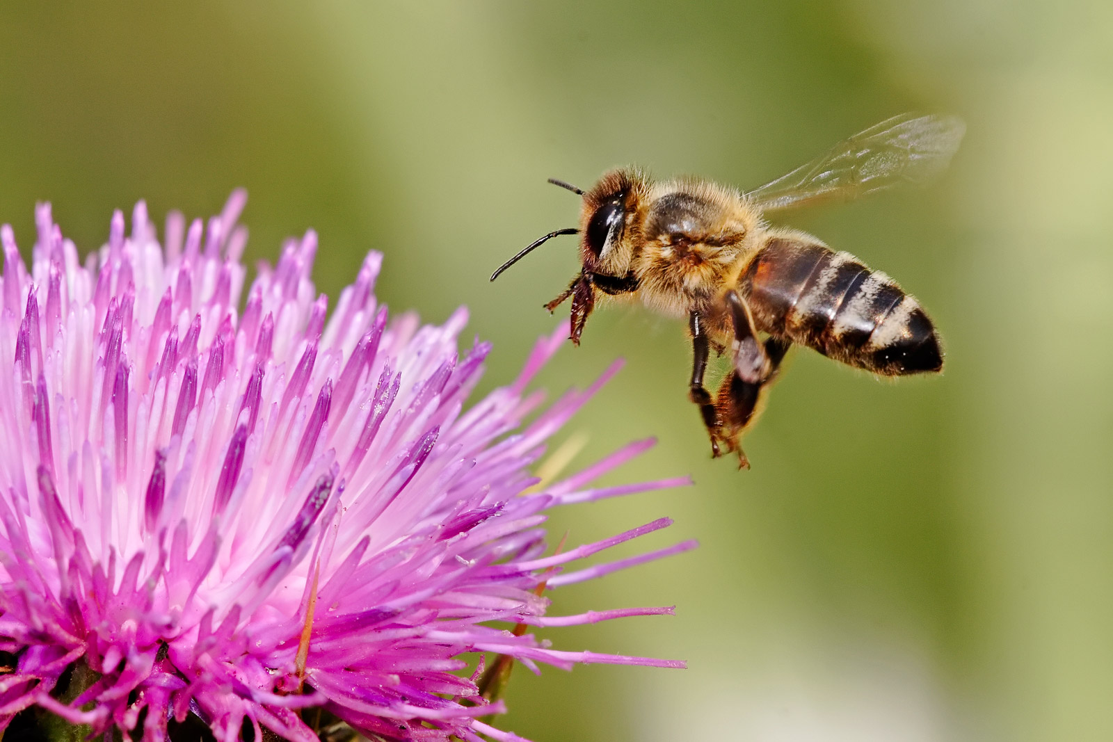 European Honey Bee